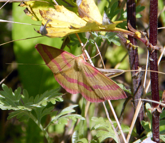 Rhodostrophia calabra